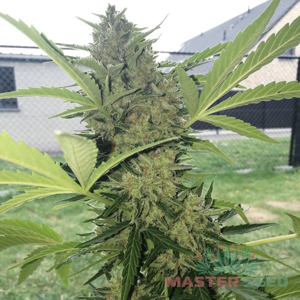 Семена конопли Master-Seed auto Orange feminised