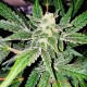 Семена конопли Master-Seed auto Original Haze feminised