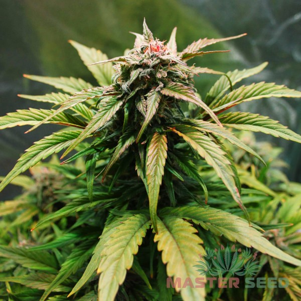 Семена конопли Master-Seed auto Original Haze feminised