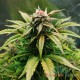 Семена конопли Master-Seed auto Original Haze feminised