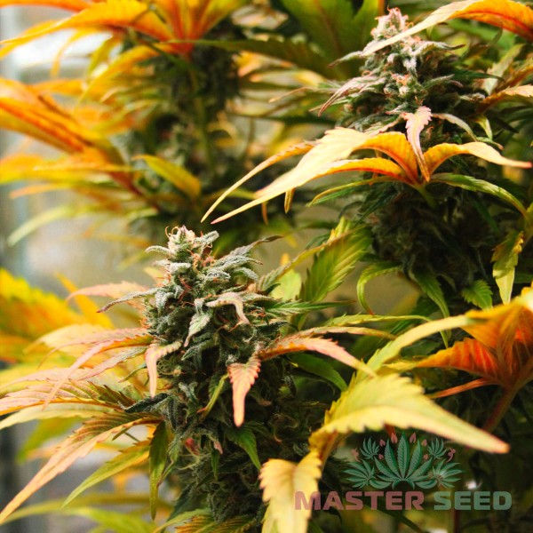 Семена конопли Master-Seed auto Original Haze feminised
