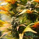 Семена конопли Master-Seed auto Original Haze feminised