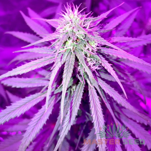 Насіння коноплі Pineapple Express autofem. XXL Premium Big Size