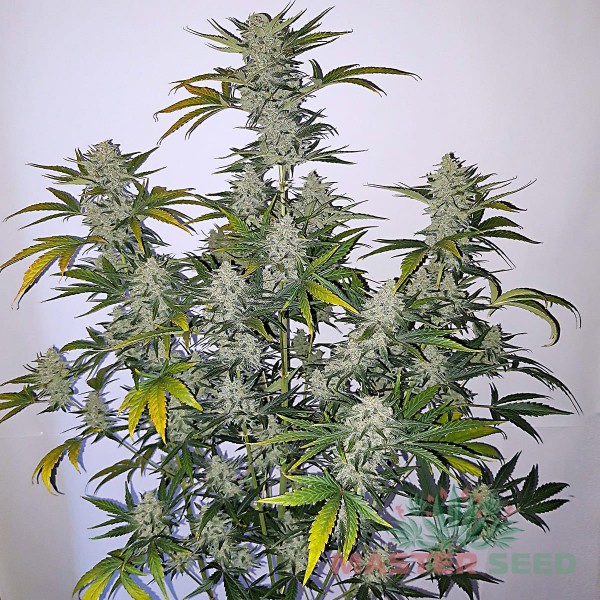 Насіння коноплі Pineapple Express autofem. XXL Premium Big Size