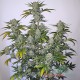 Насіння коноплі Pineapple Express autofem. XXL Premium Big Size