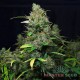 Насіння коноплі Master-Seed auto Purple Kush feminised