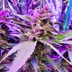 Насіння коноплі Master-Seed auto Purple Kush feminised