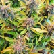 Насіння коноплі Master-Seed auto Purple Kush feminised