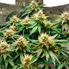 Master-Seed auto Red Dwarf feminised