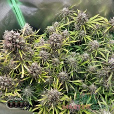 Master-Seed auto Runtz Muffin feminised