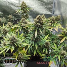 Master-Seed auto Sherbet Kush feminised
