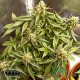 Насіння коноплі Master-Seed auto Sherbet Kush feminised
