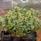 Насіння коноплі Master-Seed auto Sherbet Kush feminised