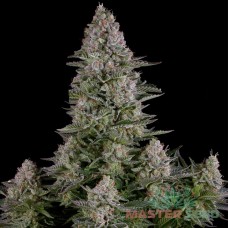 Master-Seed auto Silver Teacher feminised
