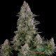 Насіння коноплі Silver Teacher autofem. XXL Premium Big Size