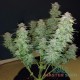 Насіння коноплі Silver Teacher autofem. XXL Premium Big Size