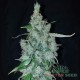 Насіння коноплі Silver Teacher autofem. XXL Premium Big Size