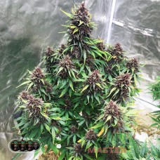 Master-Seed auto Skywalker OG feminised
