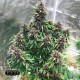 Семена конопли Skywalker OG autofem. XXL Premium Big Size