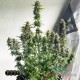 Семена конопли Skywalker OG autofem. XXL Premium Big Size