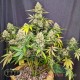 Семена конопли Skywalker OG autofem. XXL Premium Big Size