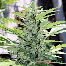 Master-Seed auto Somango feminised