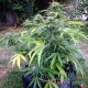 Насіння коноплі Master-Seed auto Somango feminised