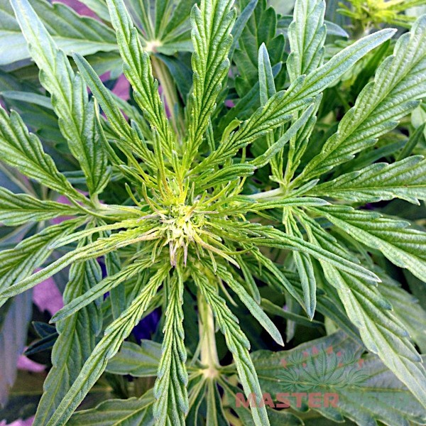 Насіння коноплі Master-Seed auto Somango feminised