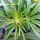 Насіння коноплі Master-Seed auto Somango feminised