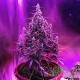 Семена конопли Master-Seed auto Sour Diesel feminised