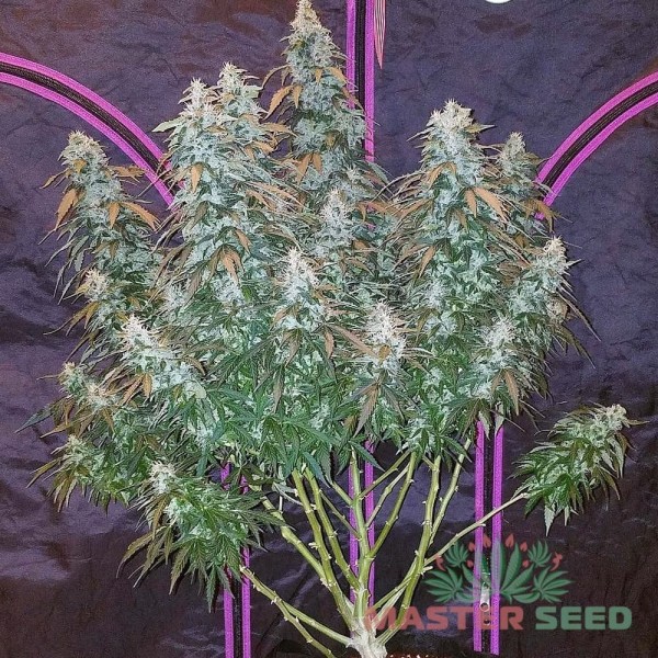 Семена конопли Master-Seed auto Sour Diesel feminised