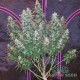 Семена конопли Master-Seed auto Sour Diesel feminised