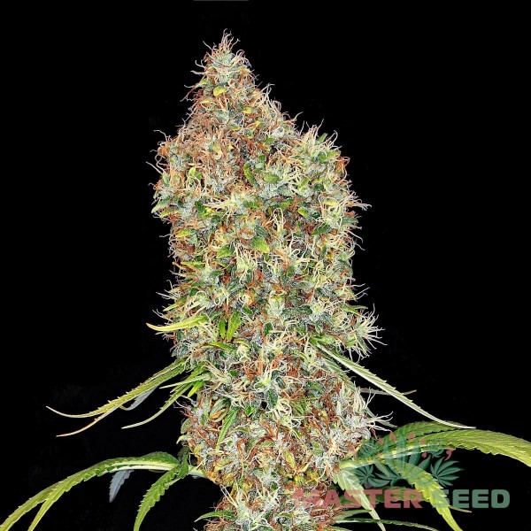 Насіння коноплі Master-Seed auto Super Bud feminised