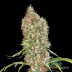 Насіння коноплі Master-Seed auto Super Bud feminised