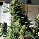 Насіння коноплі Master-Seed auto Super Bud feminised