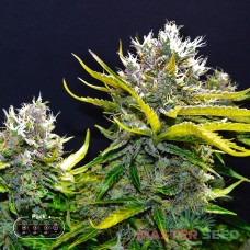 Master-Seed auto Super Silver Haze feminised