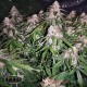 Насіння коноплі Super Silver Haze autofem. XXL Premium Big Size