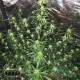 Насіння коноплі Super Silver Haze autofem. XXL Premium Big Size