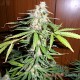 Семена конопли Master-Seed auto Super Skunk feminised