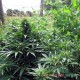 Семена конопли Master-Seed auto Super Skunk feminised