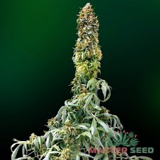 Master-Seed auto Sweet Tooth feminised