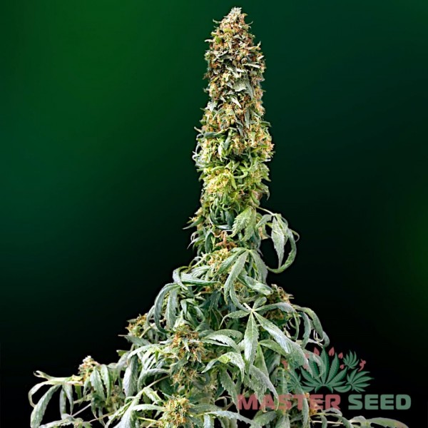 Семена конопли Master-Seed auto Sweet Tooth feminised