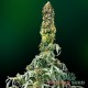 Семена конопли Master-Seed auto Sweet Tooth feminised