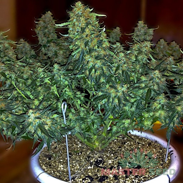 Семена конопли Master-Seed auto Sweet Tooth feminised