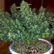 Семена конопли Master-Seed auto Sweet Tooth feminised
