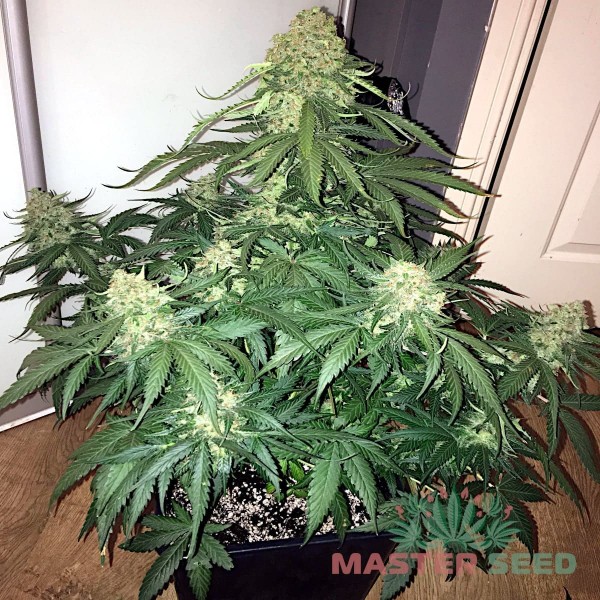 Семена конопли Master-Seed auto Sweet Tooth feminised