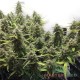 Семена конопли Master-Seed auto Vertigo feminised