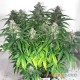 Семена конопли Master-Seed auto Vertigo feminised