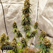 Master-Seed auto Wedding Cake feminised