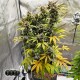 Насіння коноплі Wedding Cake autofem. XXL Premium Big Size